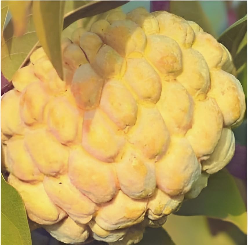 Green view "NMK-01(Golden) Custard Apple"Grafted/Clone- 1 Healthy Live Super Yielding Early Fruting NMK-01(Golden) Custard apple Fruit Plant 1-1.5 Ft Height in Nursery Grow Bag for Home Garden (B0CRB36LB7) Amazon Price History, Amazon Price Tracker