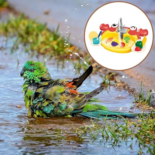 Baignoire électrique pour perruches qui résout le problème de l'eau stagnante