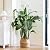 2 Set 32'' Taller Plant Trellis for Climbing Plants Indoors & Outdoor, Garden Metal Trellis Plant Support for Potted Plants, Houseplants, Flowers Vine, Ivy, Pothos, Monstera