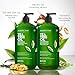 Majestic Pure Tea Tree Shampoo for Men and Women - Hydrating Formula Fights Dandruff, Lice and Itchy, Irritating or Dry Scalp - For All Hair Types - Sulfate Free 16 fl oz (pack of 2)