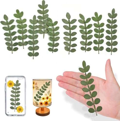 Hojas Seca Prickly Naturales para Manualidades Resina 42PCS
