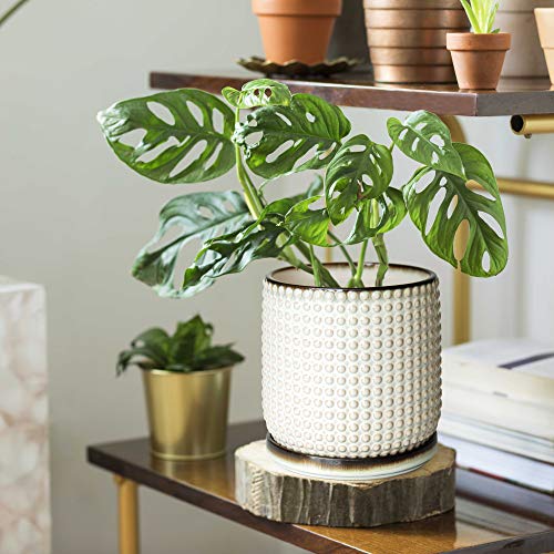 D'vine Dev 6 Inch Ceramic Beaded Stoneware Planter Pot - Flower Pot With Drainage Holes And Saucers For Indoor Succulent Plants Or Flowers, Smoked White, 27-N-B-Sw-M #TOP1