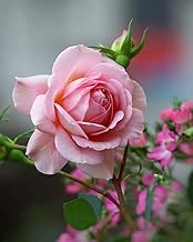 Live Pink Rose Plant|| All Season Blooming Roses Plant|| Natural Garden Decorative Flower Sapling||Hybrid Gulab ||Indoor/Outdoor Garden Fragrant Plant || (1 live plant) A_14