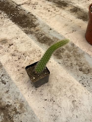 Monkey Tail Cactus Live Plant 2" Pot – Cleistocactus Colademononis