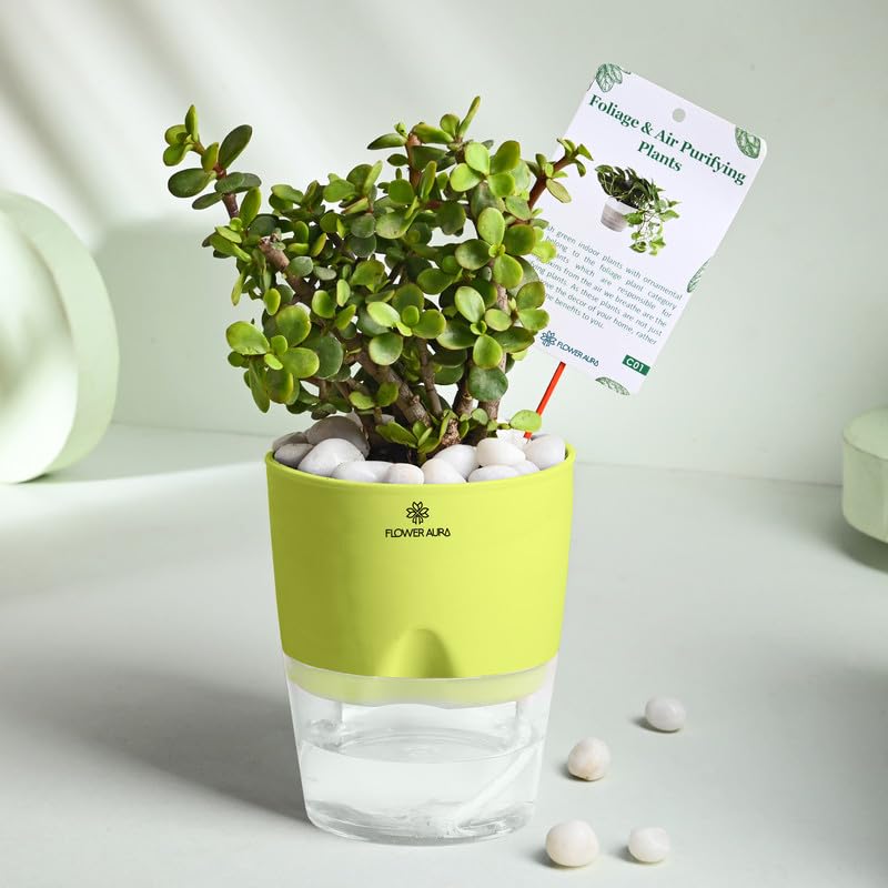 FlowerAura Live Indoor Lucky Jade Plant In Green Self Watering Po...