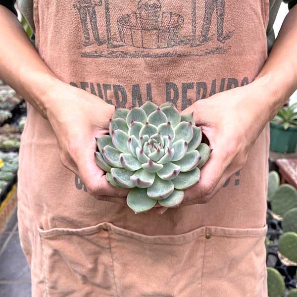 Amazon.co.jp: 多肉植物 チワワエンシス チワワ 苗 多肉 エケベリア