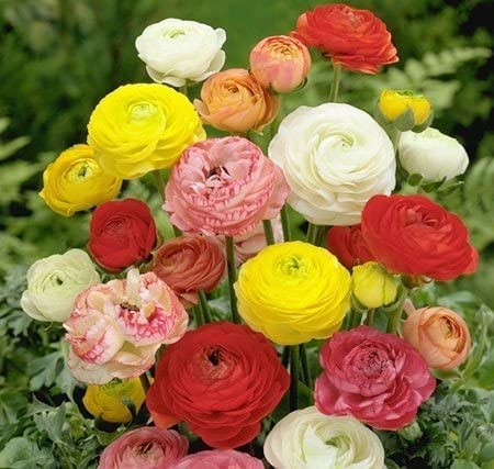 Audbhidhi Seeds Ranunculus Flower Bulbs Hybrid Bulbs for Home & Garden pack of 1 bulbs (pack of 10 bulbs) (B0B8W6PQNQ) Amazon Price History, Amazon Price Tracker
