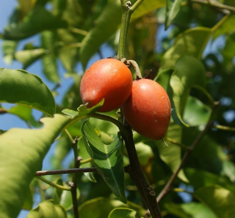 Natura GreenHouse 4 Live Original Bakul Flower Plant Spanish Cherry Mimusops Elengi Live Bokul Tree for Shady Garden Spaces and Fragrant Home Yard Decoration Pack of - 4