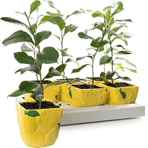 How to modernise a conservatory How to modernise a conservatory