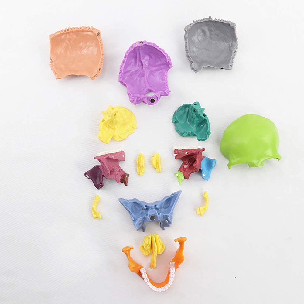Modello educativo Dipinto Modello Testa Umana Modello Cranio Anatomia Modello anatomico scientifico per la Scienza Anatomica Modello di insegnamento