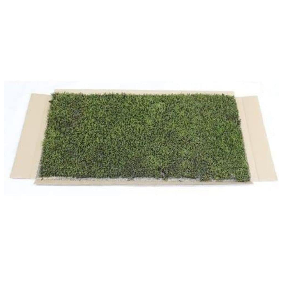Amazon｜生きてる乾燥苔 スナゴケ 28×58cm 国産こけシート こけ コケ