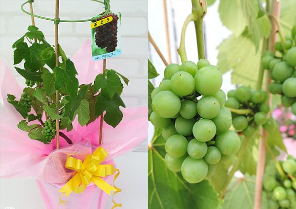 Amazon.co.jp: ブドウ『 デラウェア 』 (《実付き》ぶどう