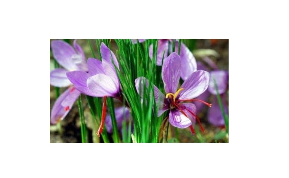 Bulbi di Croco da Zafferano, Crocus Sativus, Circonferenza 8/9 cm, Confezione da 100 Bulbi, Disponibilità Immediata, Per Coltivazione Zafferano