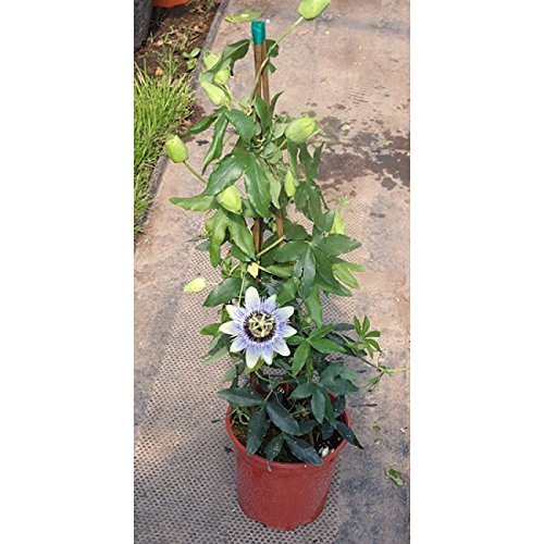 OXY GREEN PLANT® Blue Passion Flower,Common passionflower,Hardy passionflower,Jhumkalata,Ghadeephool,Radhika nachom Healthy flower Plant Actual Plant Height.5 ft to1.5 ft (B0C6L6TT4Q) Amazon Price History, Amazon Price Tracker