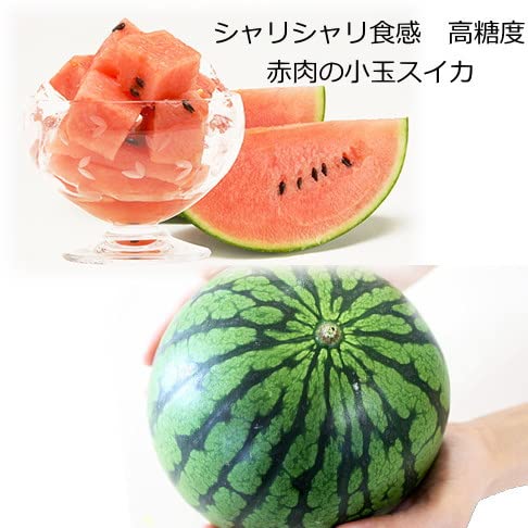 Rasta-sama☆ Watermelon Takumi 3L daei-kodama-watermelon_grande.