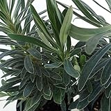 ユーフォルビア レッドウイング3号ポット 2株セット[強健で魅力的なカラーリーフ]