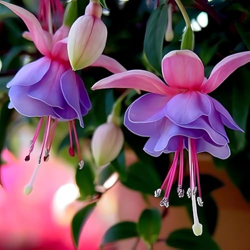 Image of BlimBurn 100+ SEEDS- Fuchsia Lantern Mix Flower Seeds Pack - All Year Growing, Easy Care, Grow in Any Climate
