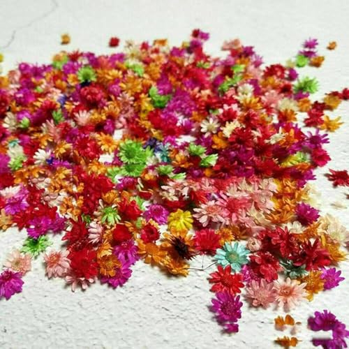 200 piezas flores secas para manualidades DIY miniatura 6