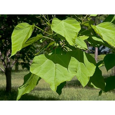 RP Seeds Indian Bean Tree - 20 Seeds Cover