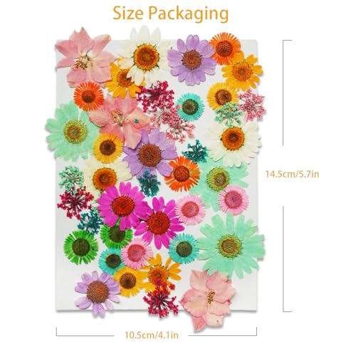 Kit de 43 flores secas prensadas para manualidades miniatura 3