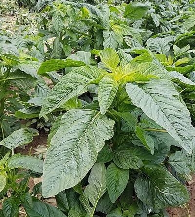 100Pcs Green Callaloo Plant Seeds