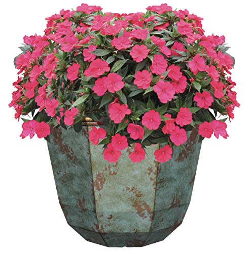 Classic Home And Garden 9010D-379R Premiere Collection Planter, Rosie 10", Northern Lights #TOP1