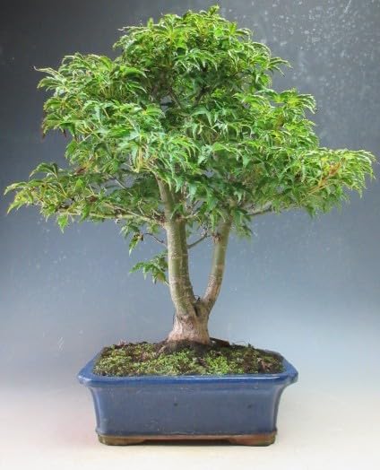 Amazon.co.jp: 盆栽 もみじ（獅子頭）の中品盆栽【現品】（3200