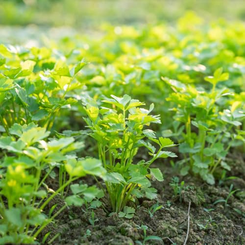 Semillas de cilantro para, variedades antiguas Semillas de cilantro - interior jardín verdes perennes resistentes jardín raras 600pcs