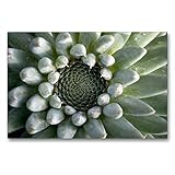 orostachys spinosa mongolei Wasserfest, der Leinwanddruck kann feucht abgewischt werden und ist dadurch auch für Staub-Allergiker geeignet.