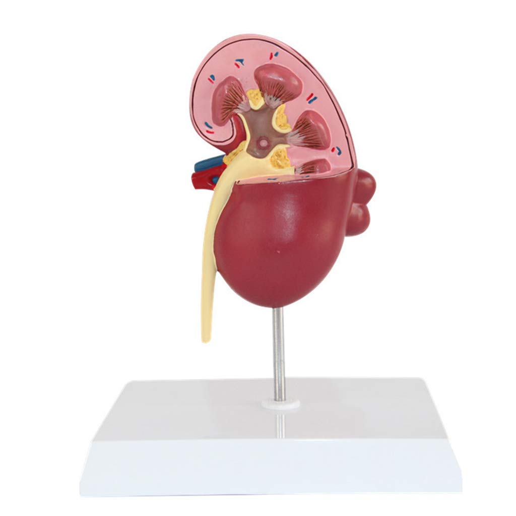 Modelli Scientifici di Anatomia Umana - Modello Anatomico del Rene Umano - Modello Educativo Medico in Materiale PVC - per L'Aiuto alla Formazione degli Studenti della Scuola di Medicina
