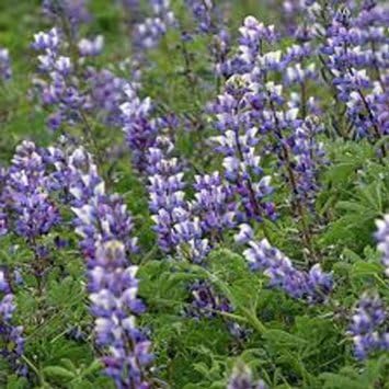 Arroyo Lupine 200 Semillas Hermosas Flores Moradas