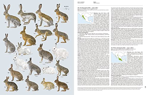 Handbook Of The Mammals Of The World – Volume 6: Lagomorphs And Rodents I #TOP4