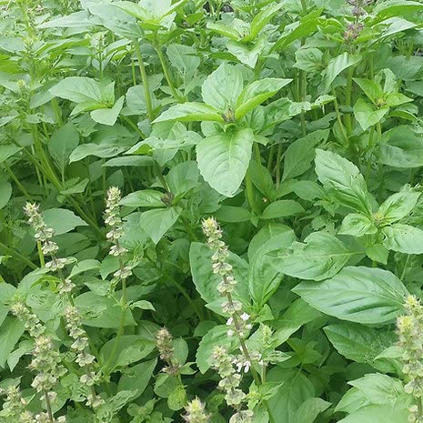 See full amazon price history chart for Biocarve Seeds Herb Lemon Basil Seeds for Home, Terrace gardening Biocarve Seeds Herb Lemon Basil Seeds for Home, Terrace gardening (B09QX6JL1Y) Amazon Price History, Amazon Price Tracker