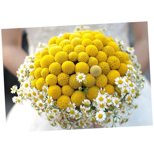 Alipis 30pcs Flores Secas Amarillas Craspedia miniatura 5