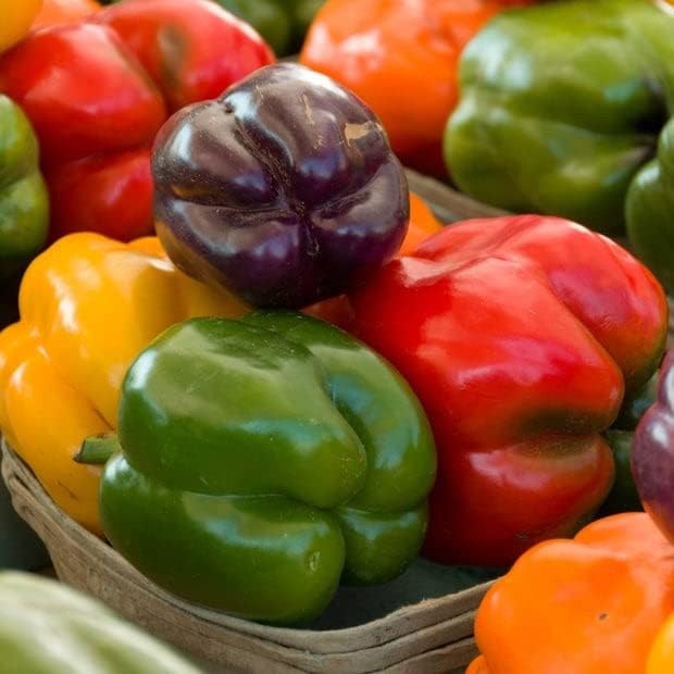Sweet Pepper Seeds (Organic) - California Wonder - 1 Ounce - Vegetable Seeds, Heirloom Seed, Open Pollinated Seed, Organic Seed Easy to Grow & Maintain, Container Garden