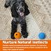 Amazon Basics Apportierbälle aus Gummi zum Spielen für Hunde, 2 Stück, 7.62 cm, Blau, Orange
