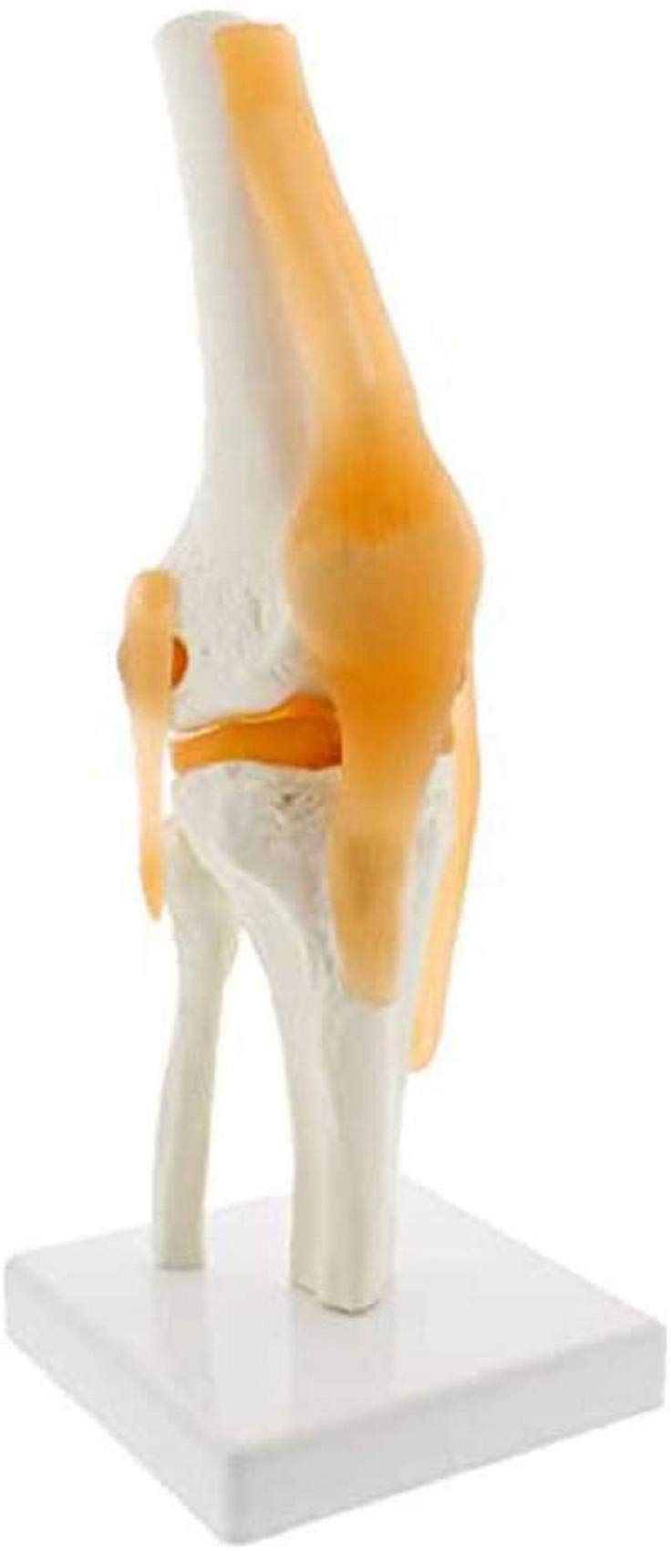 Buy Teaching Model Scientific Functional Knee Model Anatomically