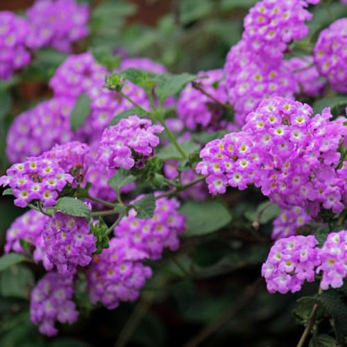 2 Trailing Lantana Plants Live for Indoor Outdoor, 6-9 Inch Tall, Live Lantana Flowers Home Garden (Purple Lantana) 2 Trailing Lantana Plants Live for Indoor Outdoor, 6-9 Inch Tall, Live Lantana Flowers Home Garden (Purple Lantana)