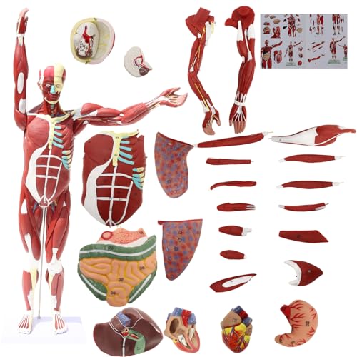 Image of Anatomical Human Muscular Figure Model with 347 Number with 27 Removable Parts Muscle Organ Model Training Manikin Model for Teaching 33.5'' Tall,1 /2 lifesize