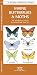 Maine Butterflies & Moths: A Folding Pocket Guide to Familiar Species (Pocket Naturalist Guide Series)