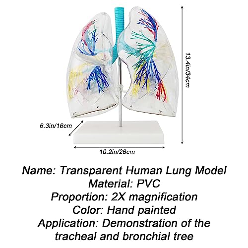 Modèle de poumon transparent pour étude anatomique de l'arbre bronchique - 7