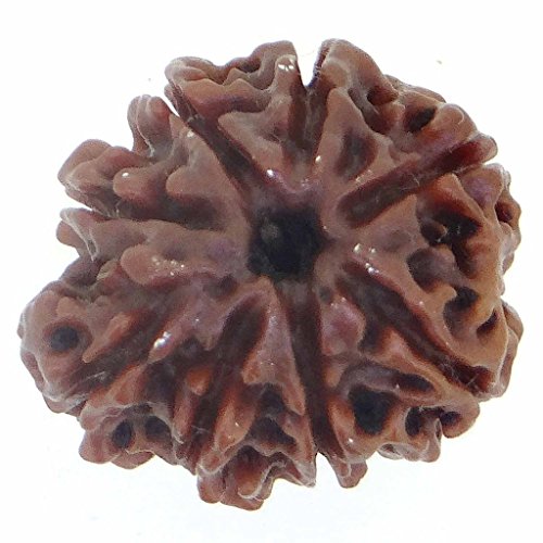 Image of Arihant Gems & Jewels 8 Mukhi Faced Rudraksha | Natural & Certified | Astrological Benefits | Positive Energy | Unisex for Men & Women (Nepali Rudraksha)