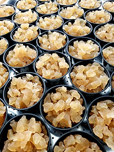 2 Large Portion Cups 85 Grams Each Of Live Florida Sun Kefir Large Water Kefir Grains (Tibicos) Natural Probiotics #TOP2