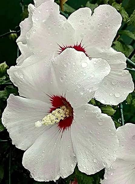 White Hibiscus Flower,Sada Jaba Flower Rosemallow Gudhal Flower Live Plant (Special Variety) (B0C3XMX8TK) Amazon Price History, Amazon Price Tracker