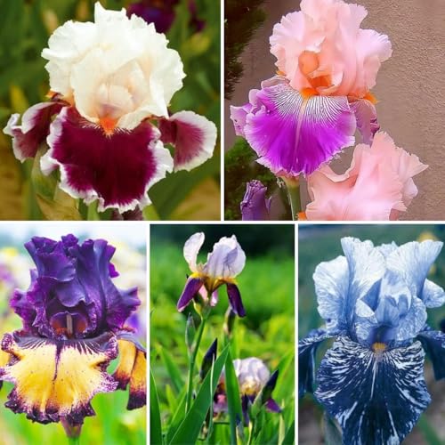 Mixed Iris Seeds 75pcs – Colorful Perennial Flowers Easy to Plant Flowers for Garden Borders, Pots & Gifts