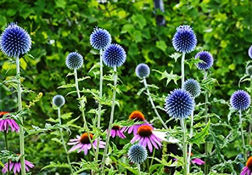 Semillas de cardo Globe para plantar, 30 semillas, cardo azul exótico