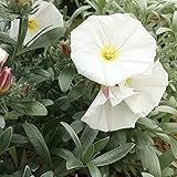 ITANSE コンボルブルス・クネオルム5号鉢|Amazon