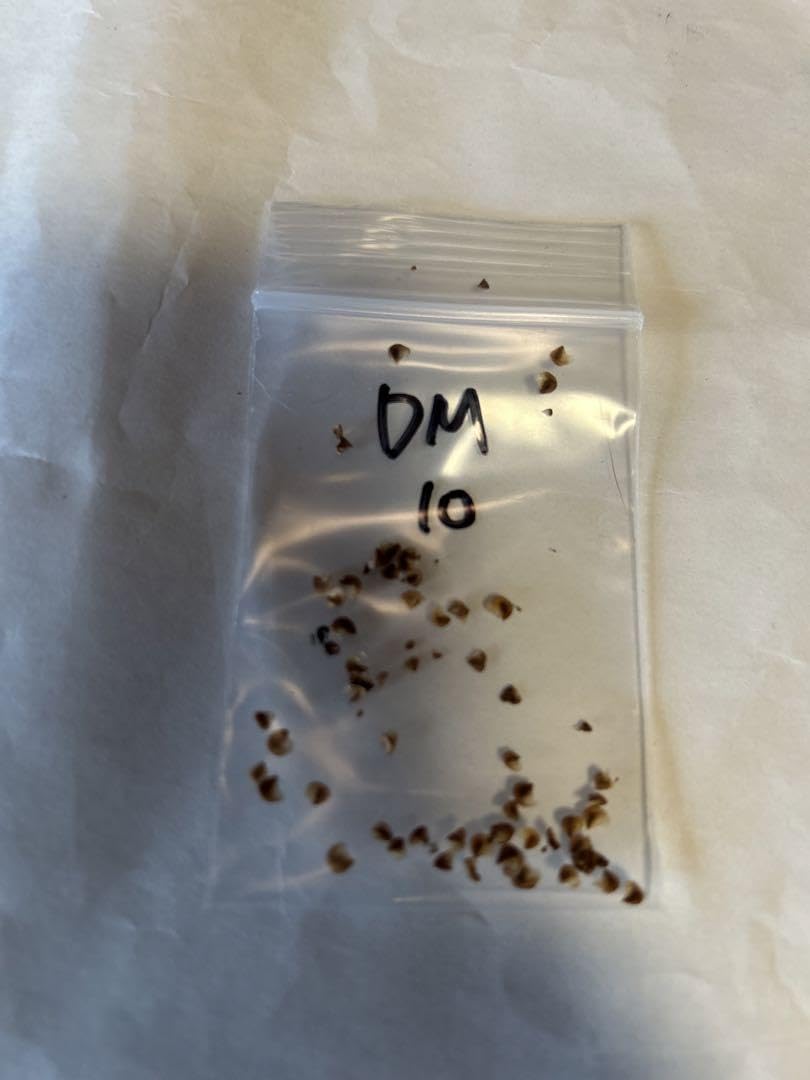 Amazon.co.jp: 人気 種子 ディッキア ドナマリー Dyckia Donna Marie