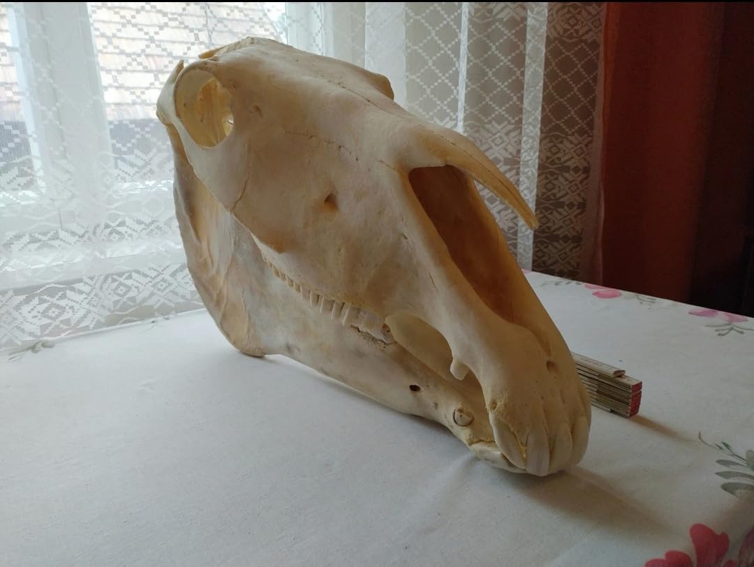 Teschio di cavallo, denti completi, tassidermia, anatomia, ricerca scientifica