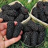 semillas de zarzamora beneficios 🍎 Es adecuado plantado en su patio, jardín o la granja.